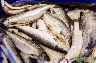 适合淡水养殖的鲑鱼品种有哪些？