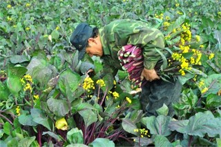 菜薹的苗期保护