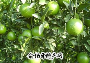 琼中绿橙