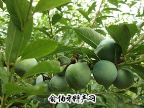 寿宁油萘
