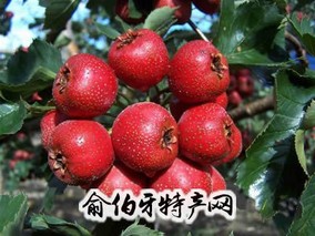 费县山楂
