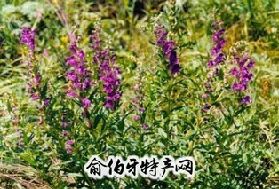 建昌黄芩