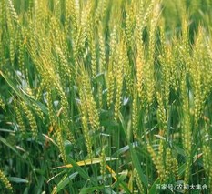 育出陕西“*贵”的小麦种子