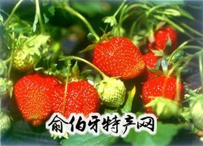 李庄草莓