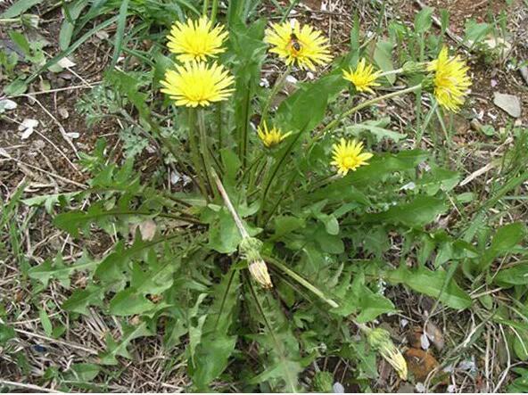 春天常见的6种野菜