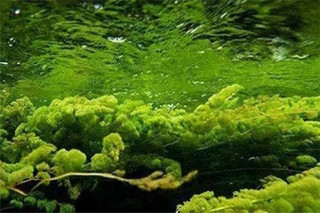池塘藻类过多怎么办，渔池害藻的清除方法