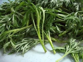 莫力达瓦柳蒿芽