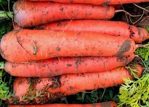 胡萝卜亩产量一般能达到多少斤？
