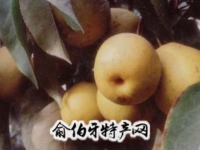 冬果梨