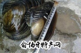 微山湖河蚌