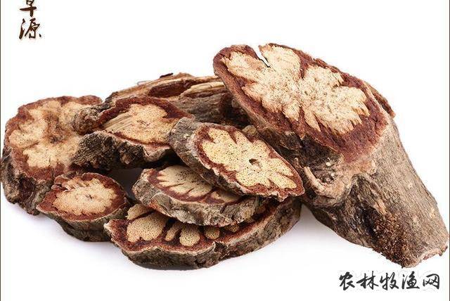 盾翅藤