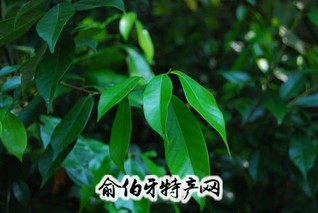 弋阳多穗石栎