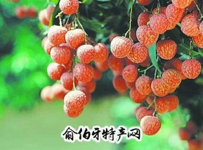 黄杨荔枝