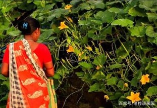 印度南瓜保护地冬春茬栽培应怎样育苗