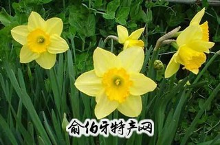 水仙花