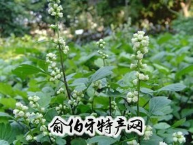 小悟珍珠菜