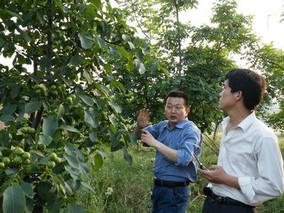 内乡核桃