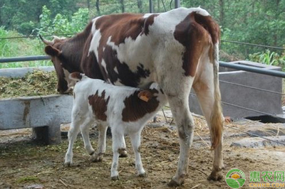 怎样给母牛接产，母牛接产过程和注意事项