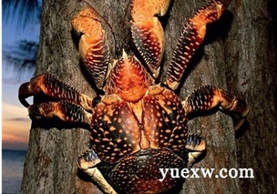 椰子蟹产地在哪？椰子蟹是保护动物吗？