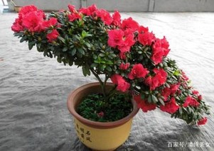 杜鹃花有毒吗？能在家里养吗？