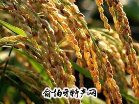 优质稻米