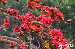 木棉花产地在什么地方？