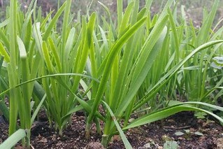 南阳湖韭菜