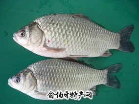 达里湖鲫鱼