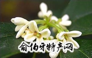 咸安桂花