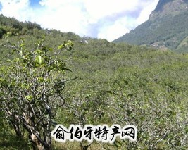 永德茶叶