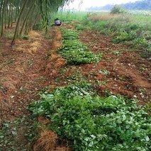 种植连翘一亩地能栽多少棵