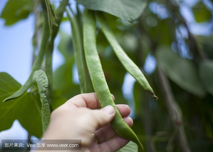 菜豆的最佳采摘时间是几月份？