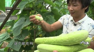 正宗黄瓜籽多少钱一斤？