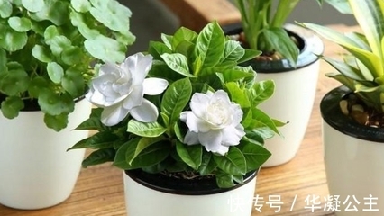适合新手的6种盆栽花卉