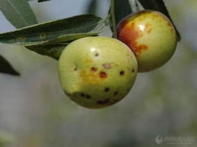枣树主要病虫害的发生与防治技术(枣树常见病虫害)