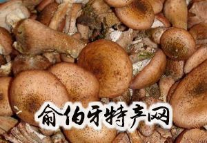 双鸭山榛蘑