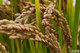 高产水稻种子什么品种好？