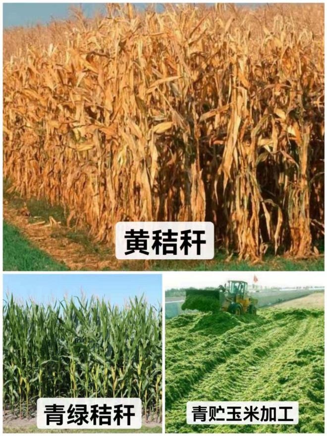小麦秸秆氨化饲料的制作技术