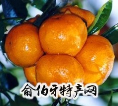 黄岩蜜桔