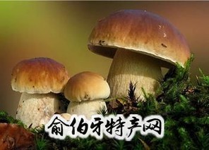 楚雄牛肝菌