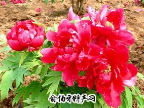 花坪牡丹