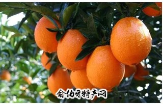 渝北梨橙