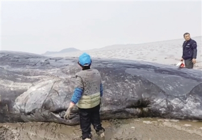 鲸鱼搁浅时，人们往它身上泼水是为了防止缺氧还是脱水？