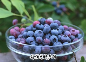 伊春蓝莓