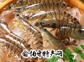 锦江河虾米