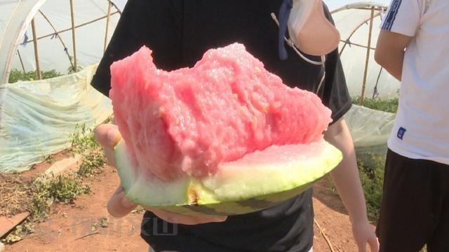 今年西瓜几月上市？