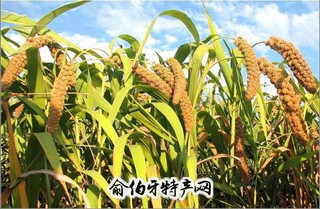 朝阳小米