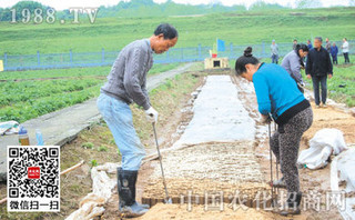 棉花营养钵育苗要注意防两病