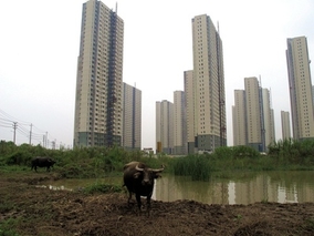 铜山龙芽