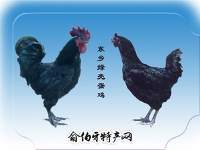 东乡黑羽绿壳蛋鸡